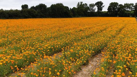 (c) Bertrand/EconSeed, Longué-Jumelles (49).